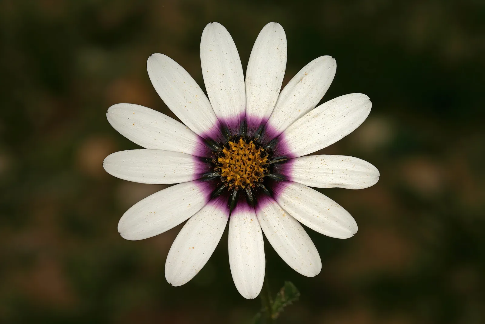 Dimorphotheca pluvialis