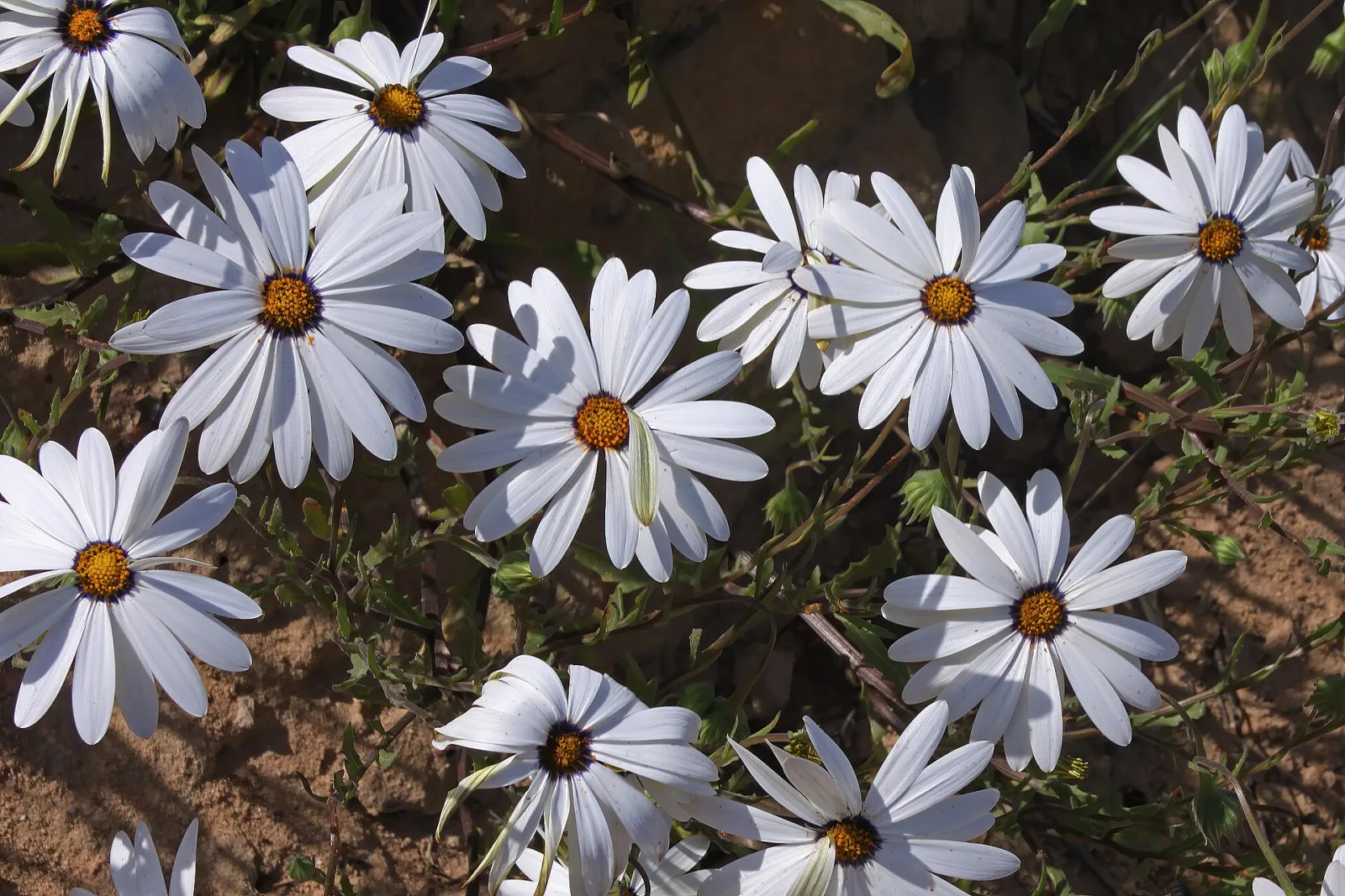Dimorphotheca pluvialis