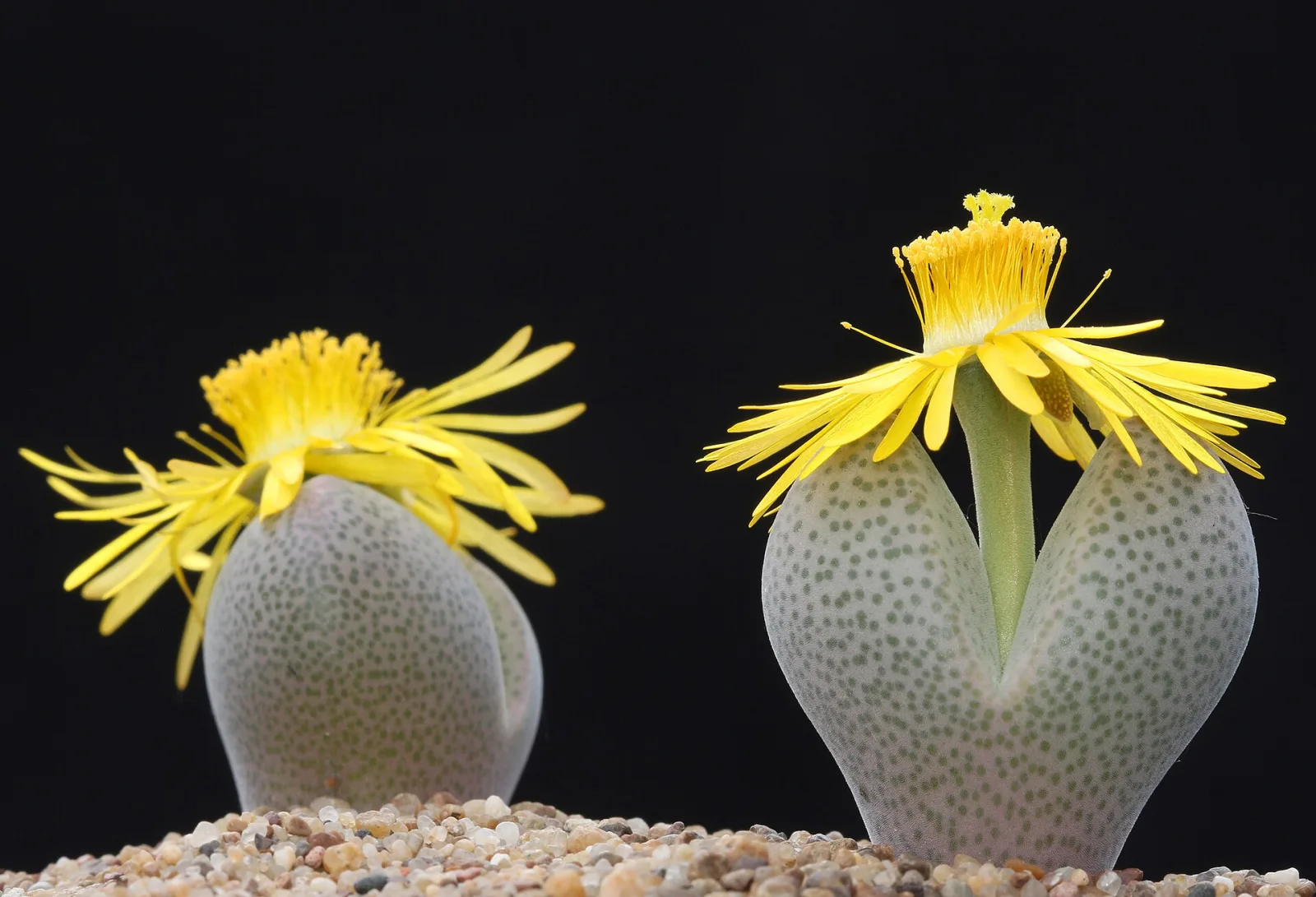 Dinteranthus microspermus