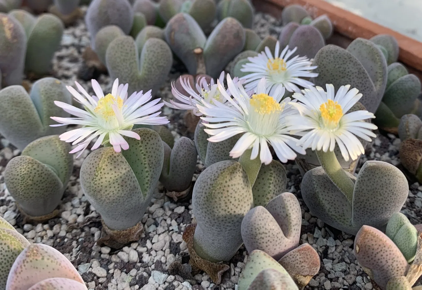Dinteranthus microspermus