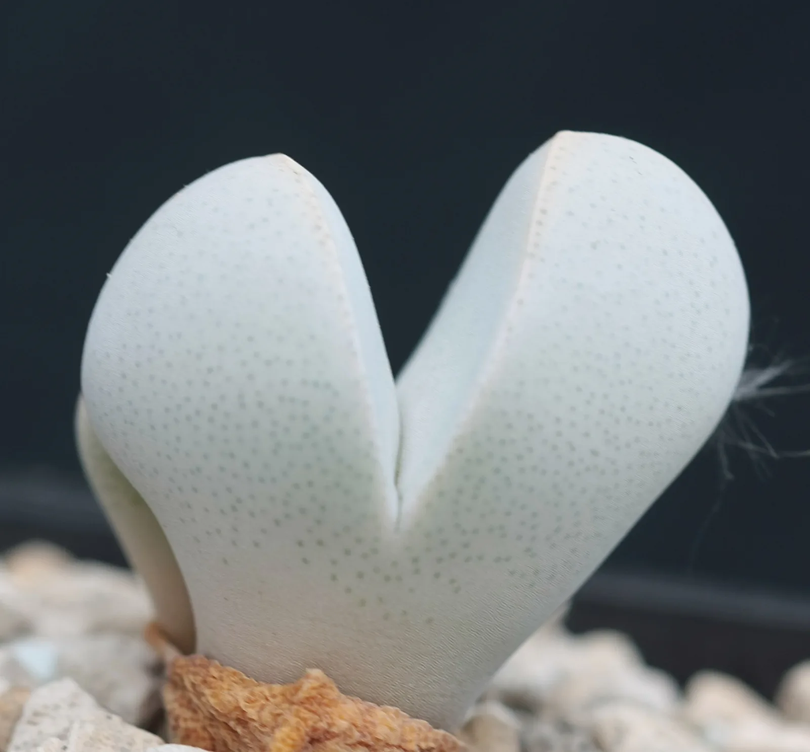 Dinteranthus puberulus