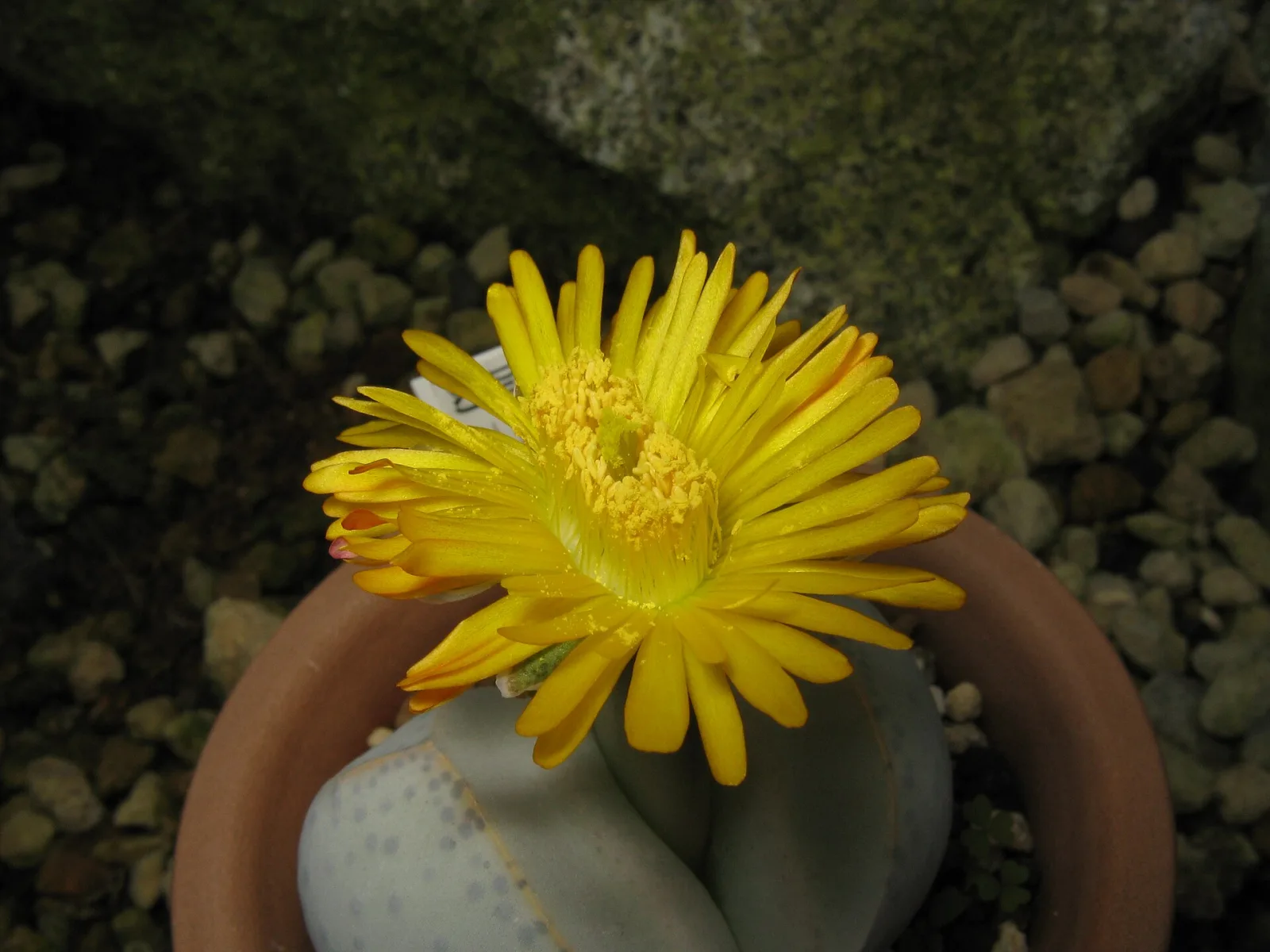 Dinteranthus wilmotianus