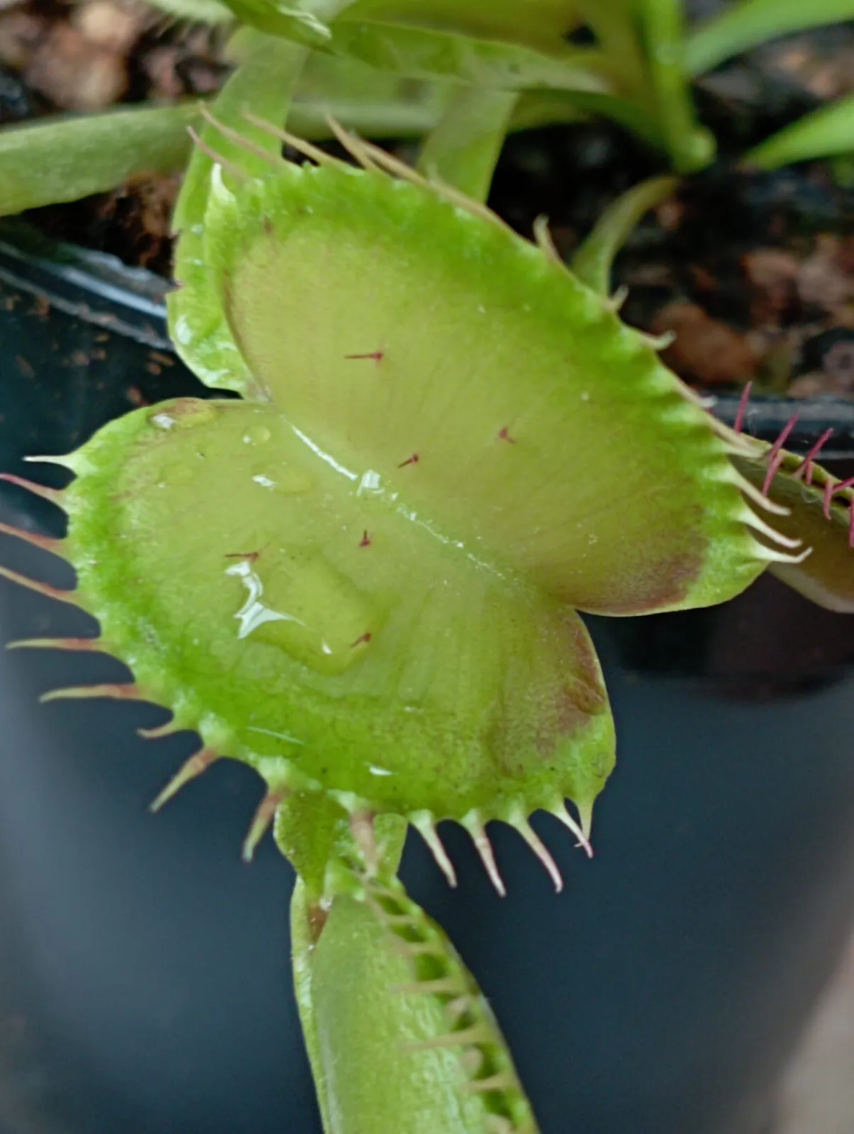 Dionaea muscipula B52