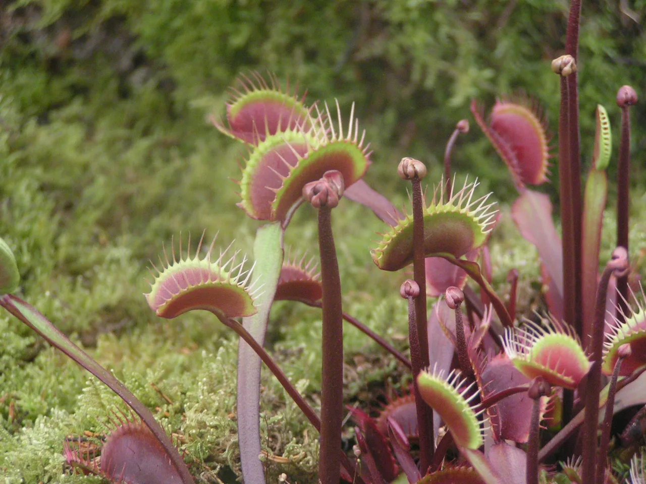 Dionaea muscipula Royal Red