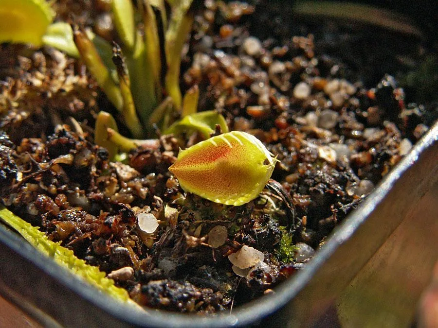 Dionaea muscipula Cup Trap