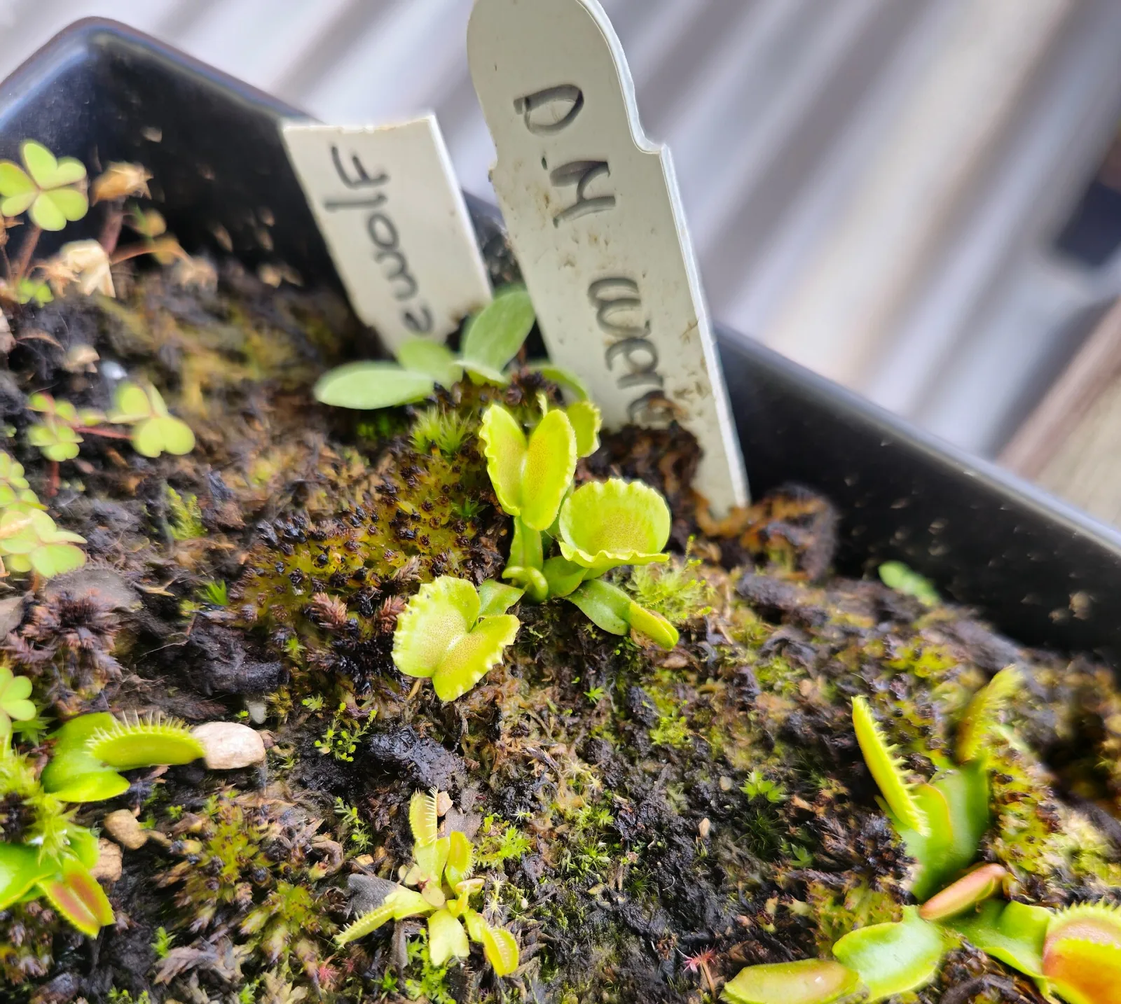 Dionaea muscipula Werewolf