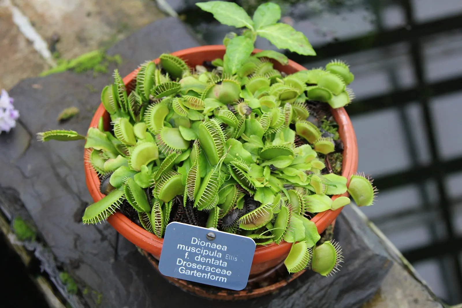 Dionaea muscipula Dentata