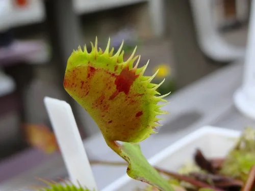 Dionaea muscipula Spotty