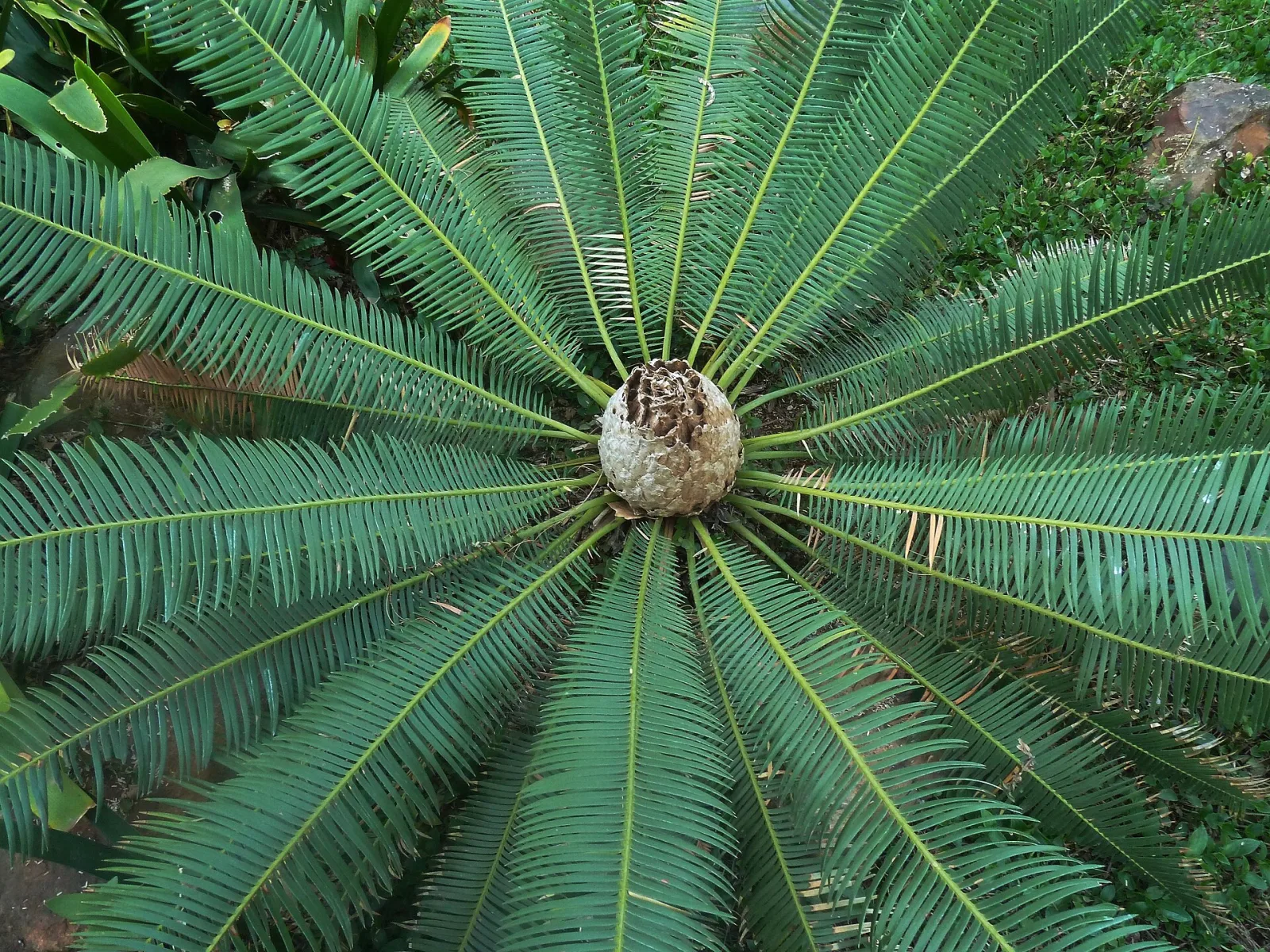 Dioon edule