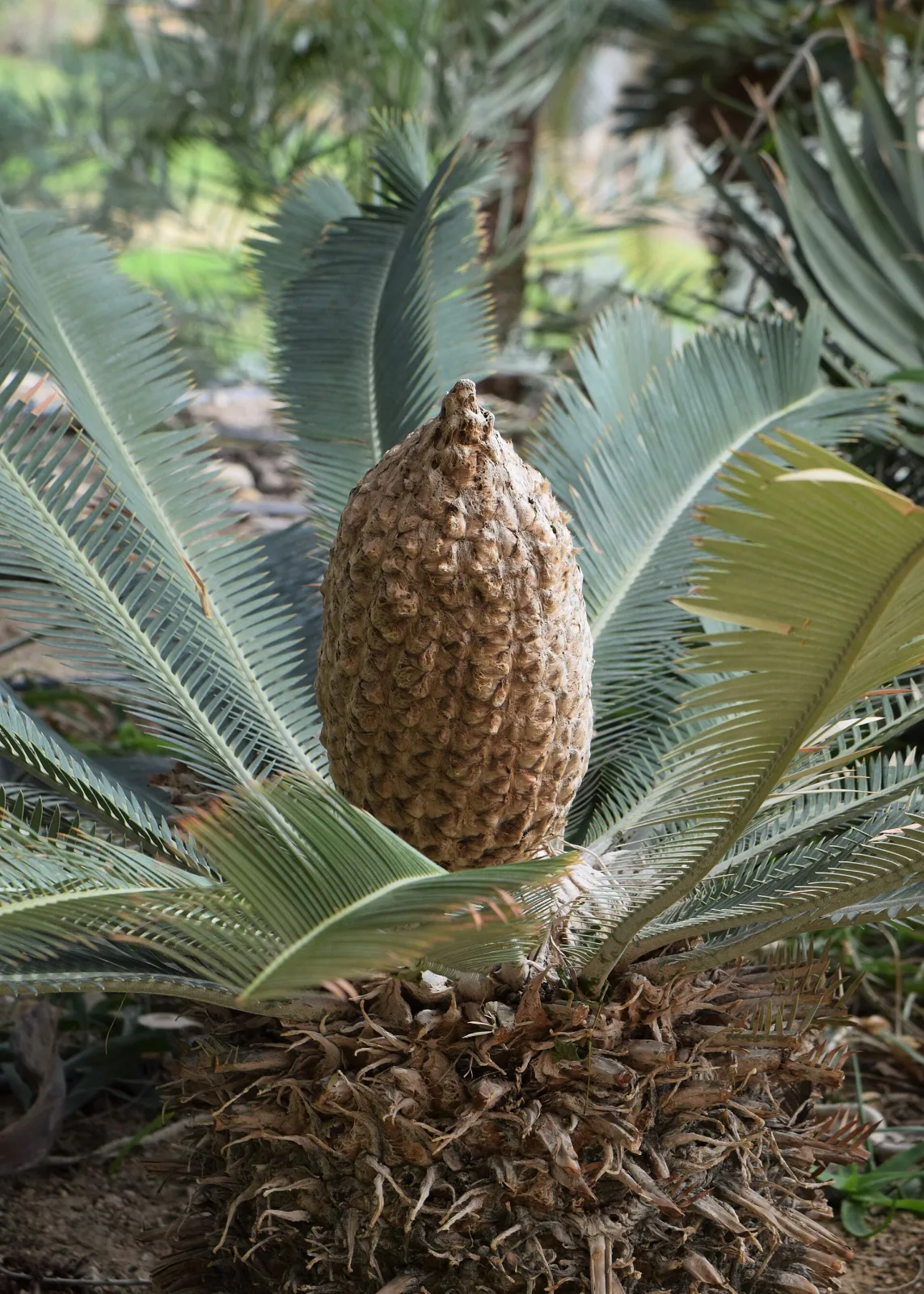 Dioon edule