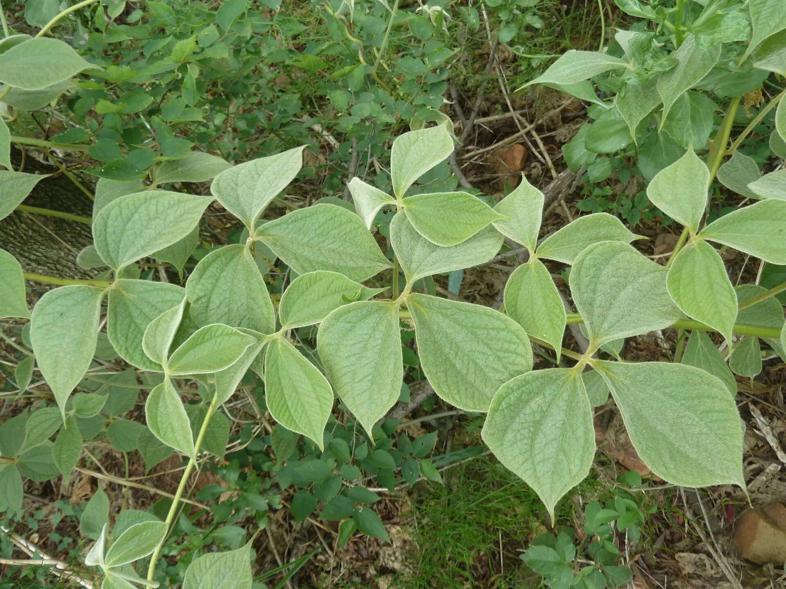 Dioscorea dregeana