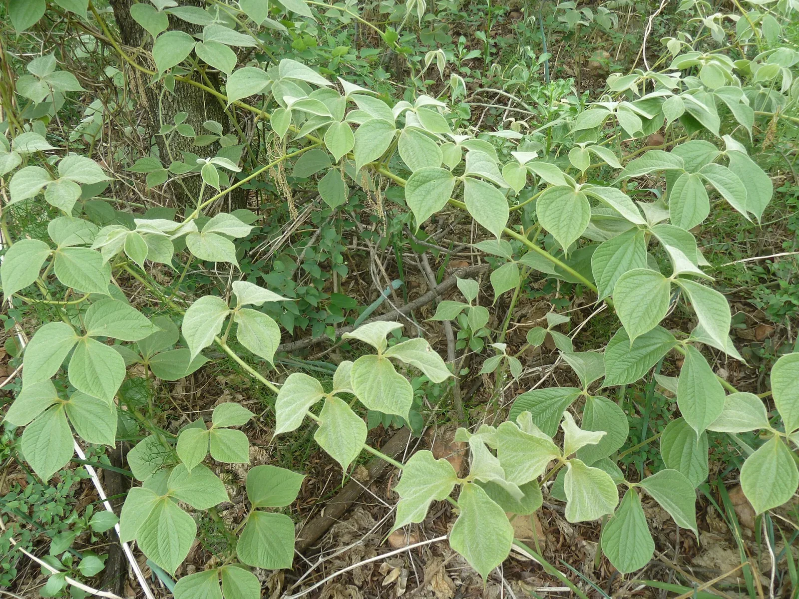 Dioscorea dregeana