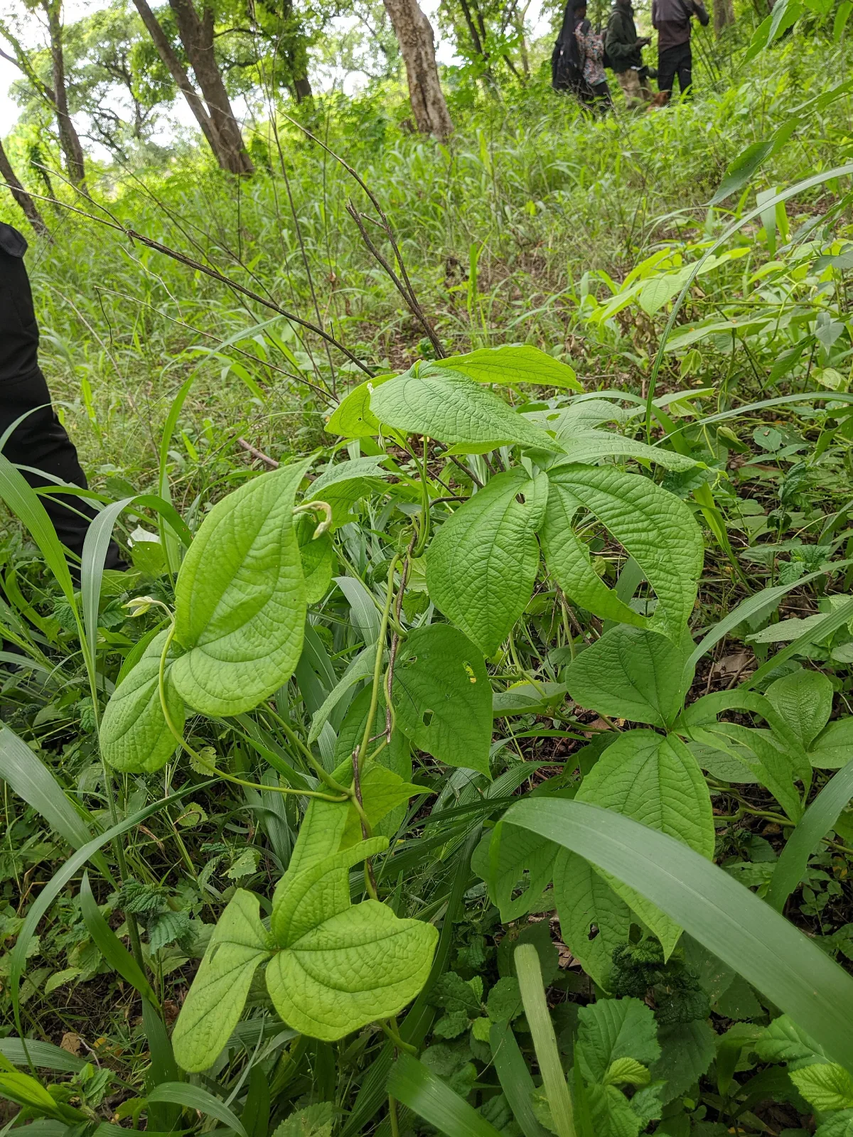 Dioscorea dumetorum