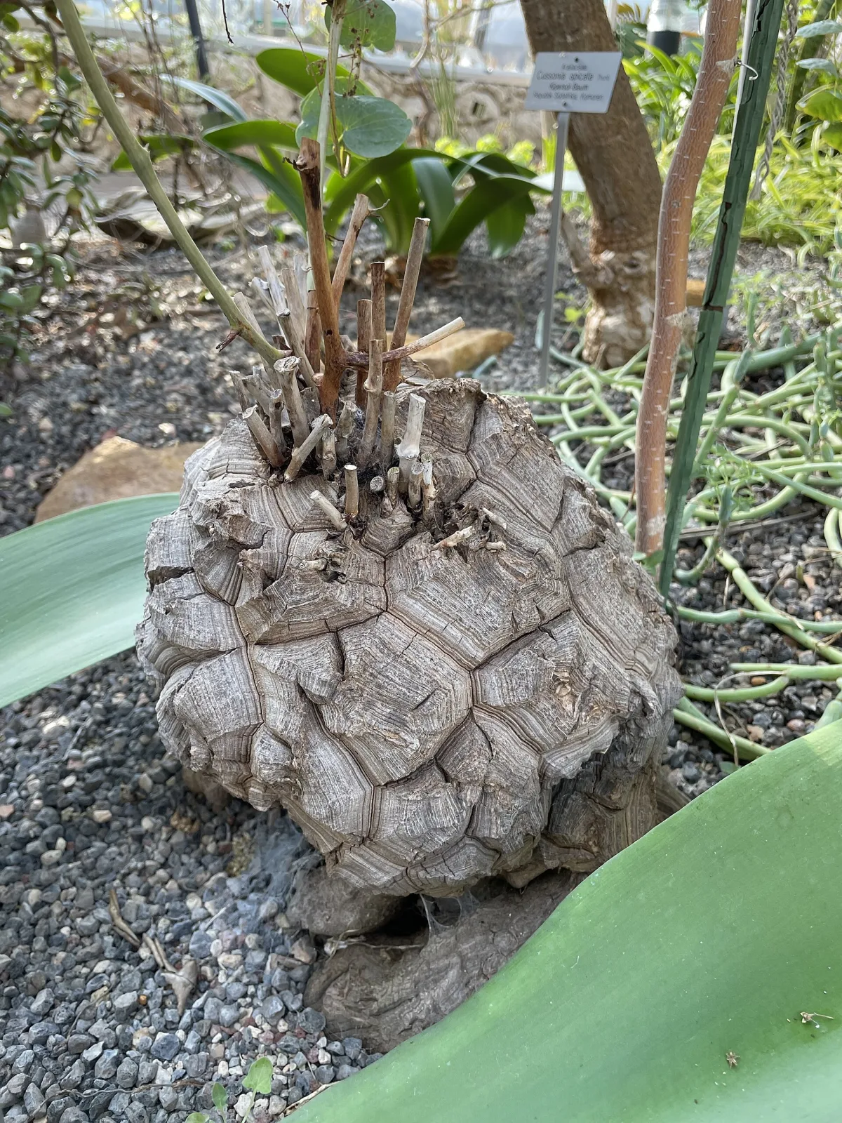 Dioscorea hemicrypta
