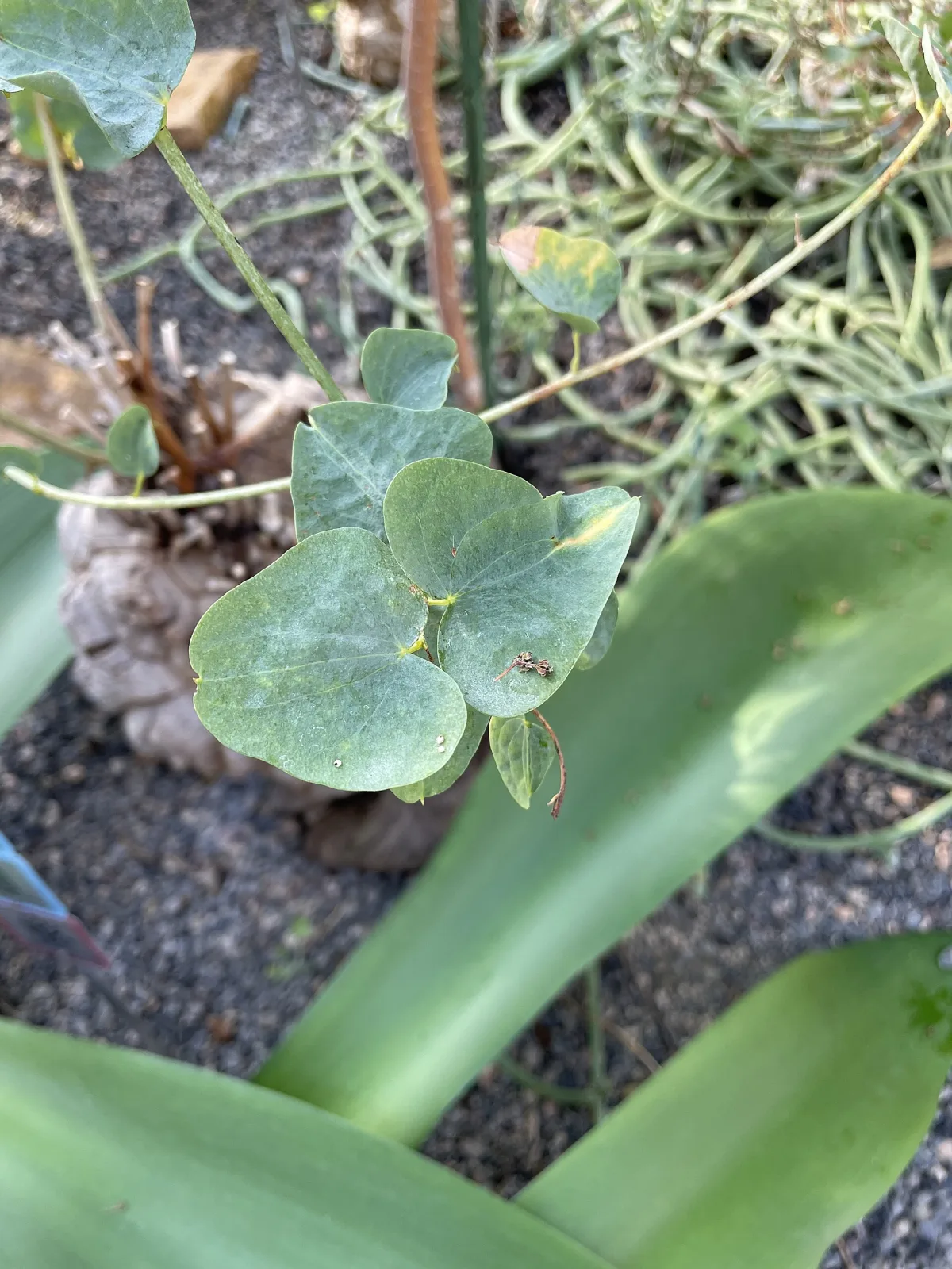 Dioscorea hemicrypta