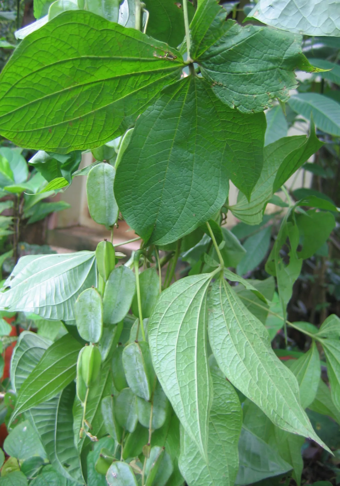 Dioscorea hispida