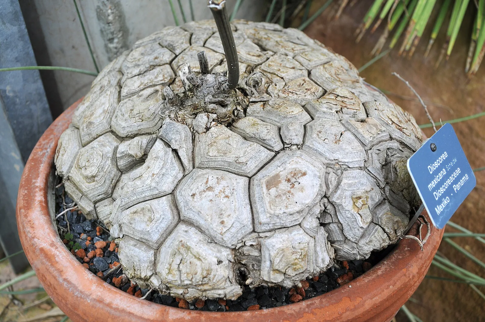 Dioscorea mexicana