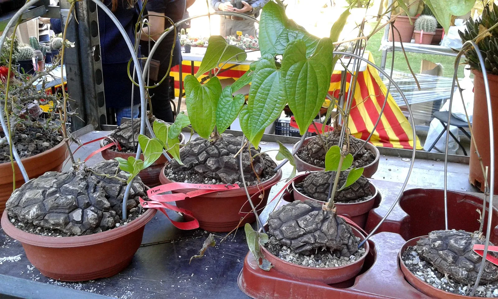 Dioscorea mexicana