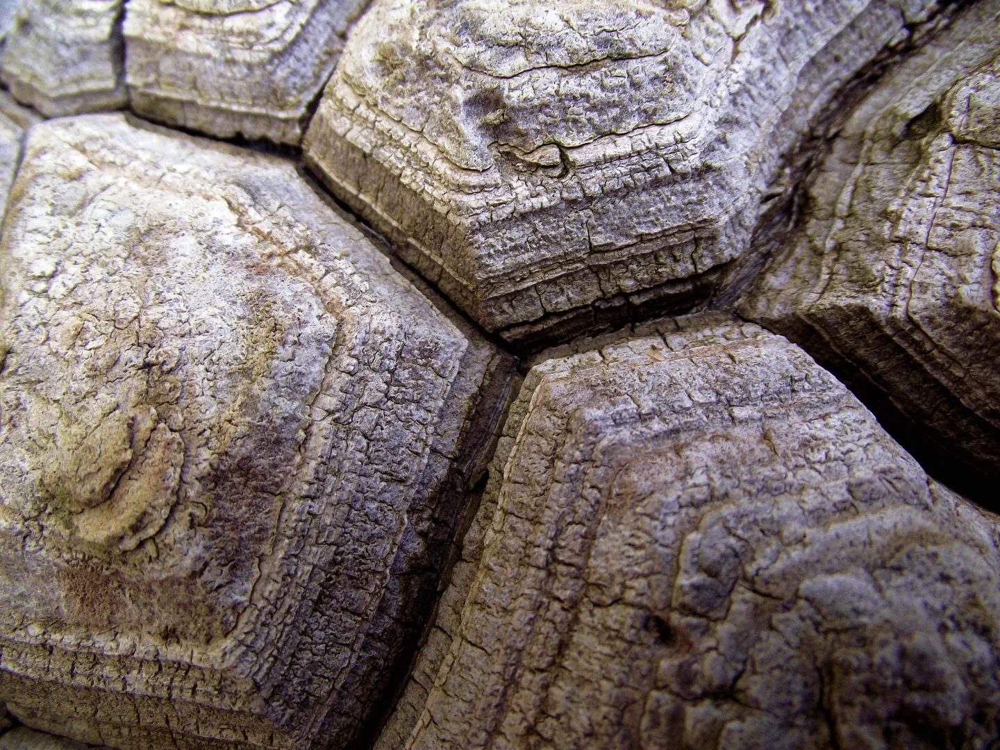 Dioscorea mexicana