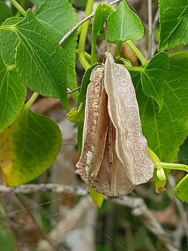 Dioscorea sylvatica