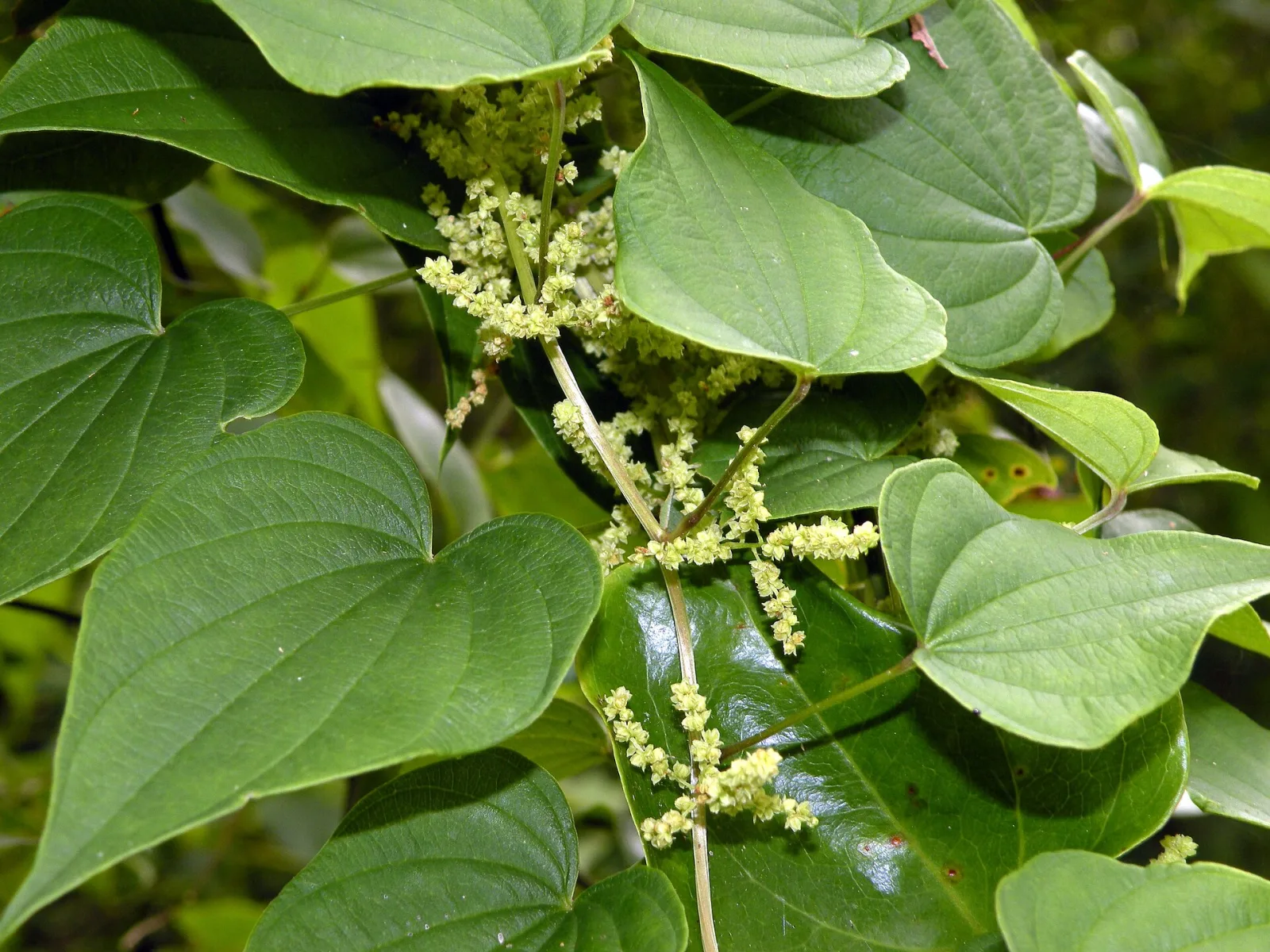 Dioscorea dregeana