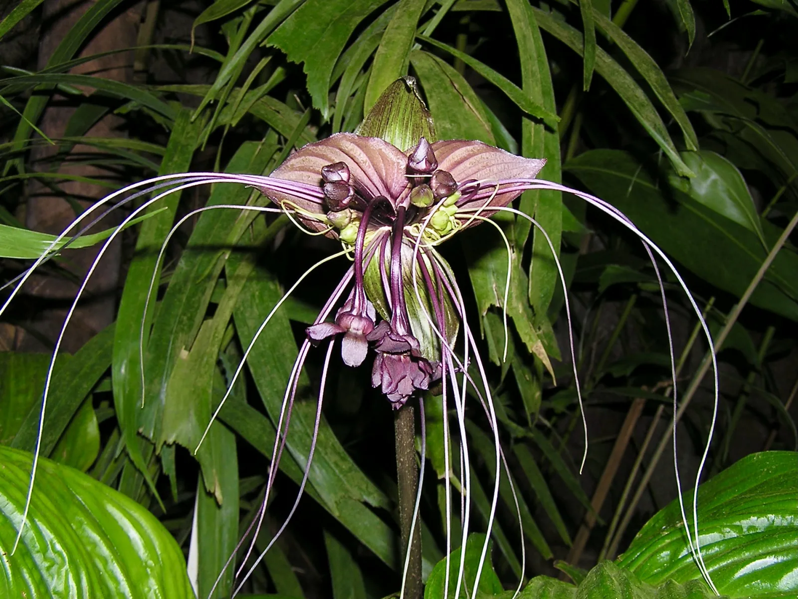 Tacca Chantrieri Black