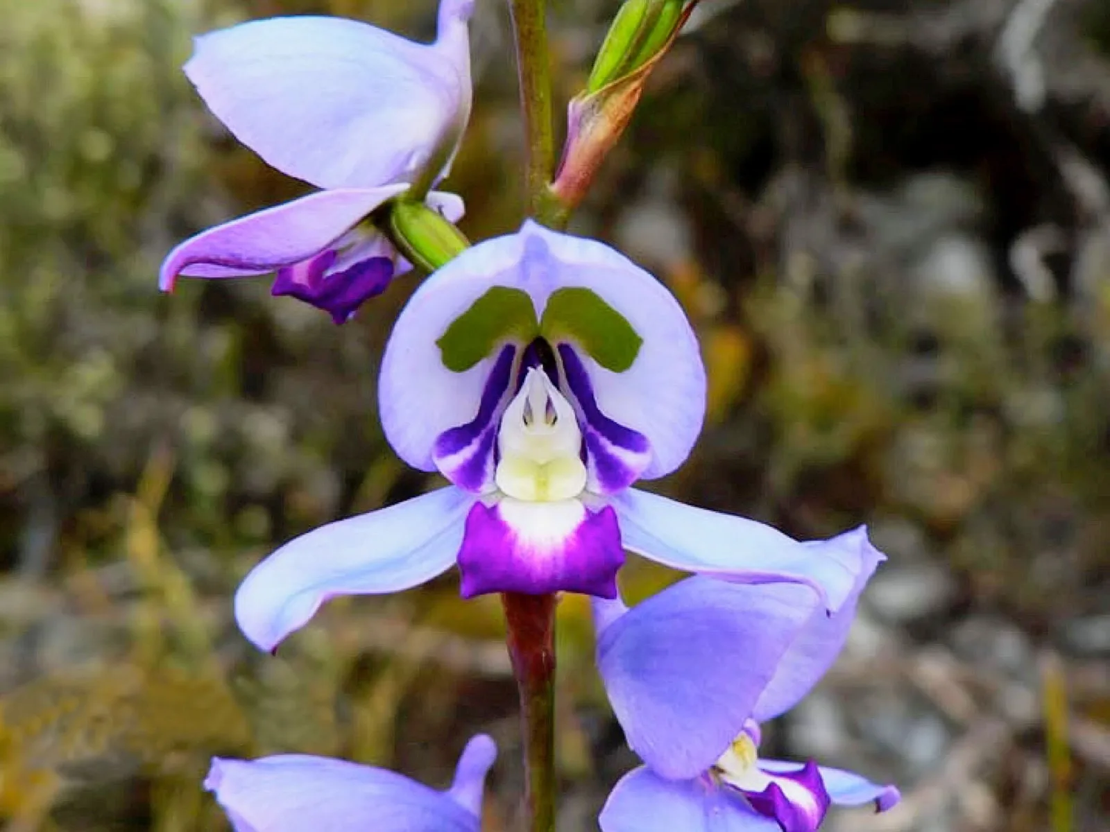 Disa graminifolia