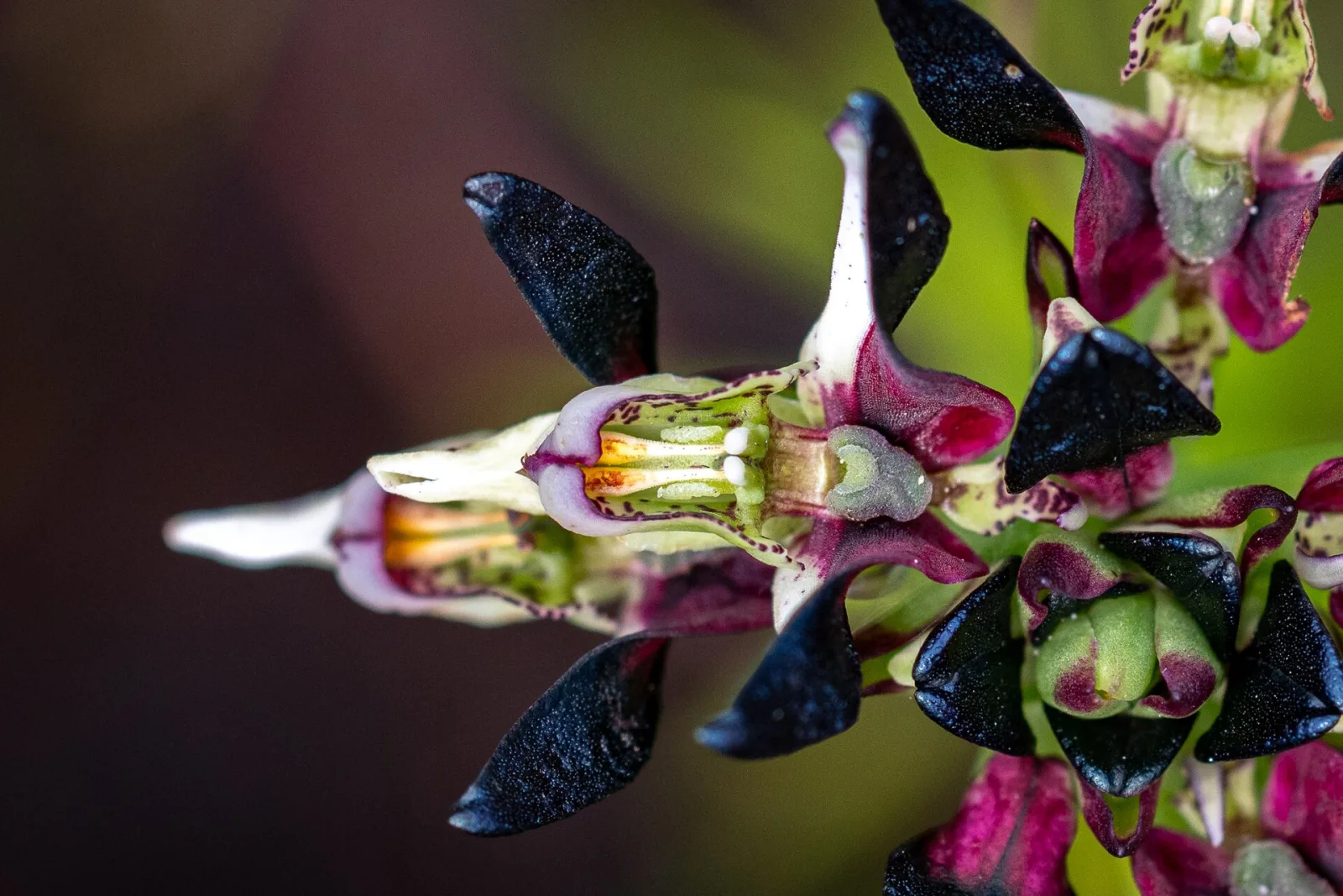 Disa atricapilla