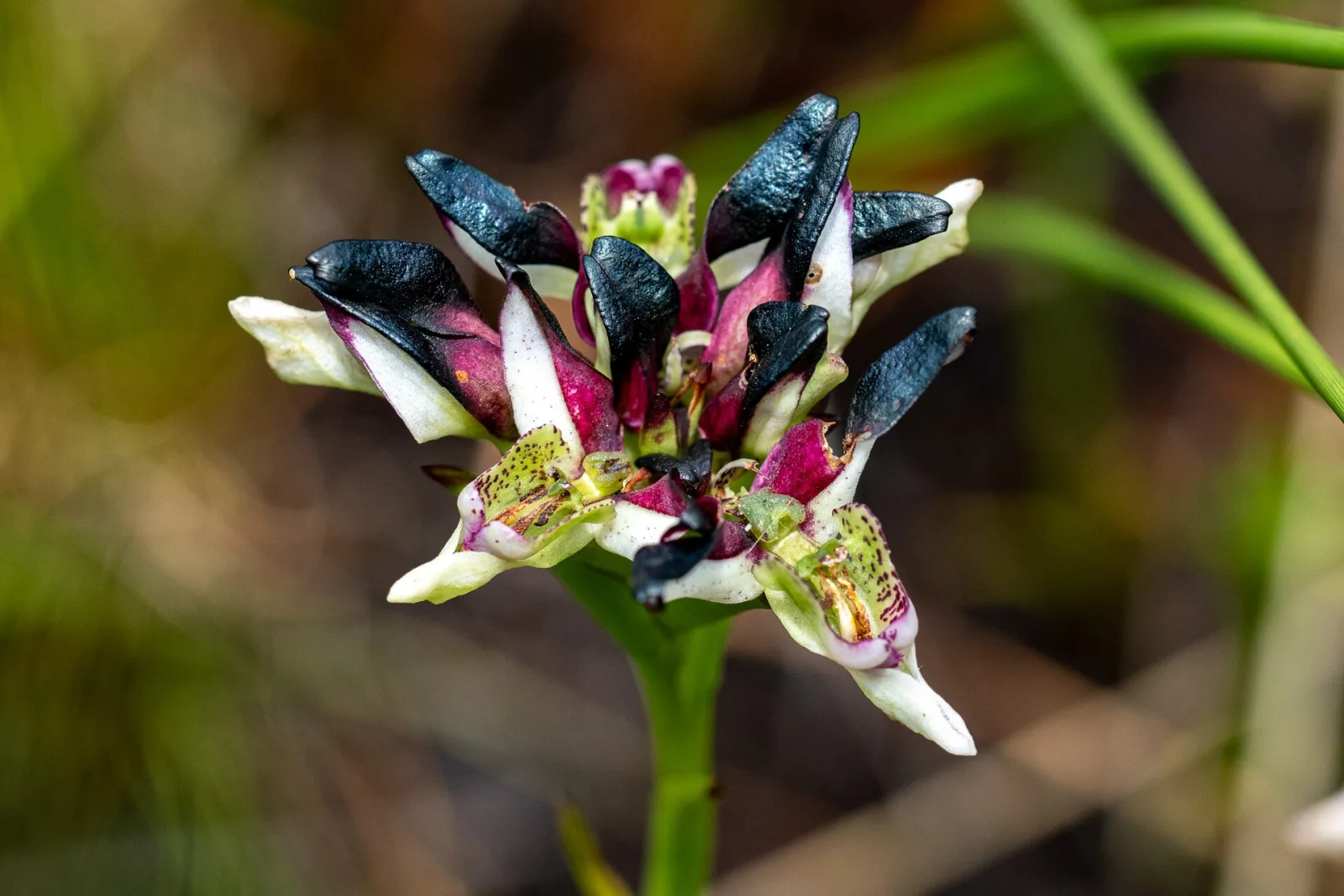 Disa atricapilla