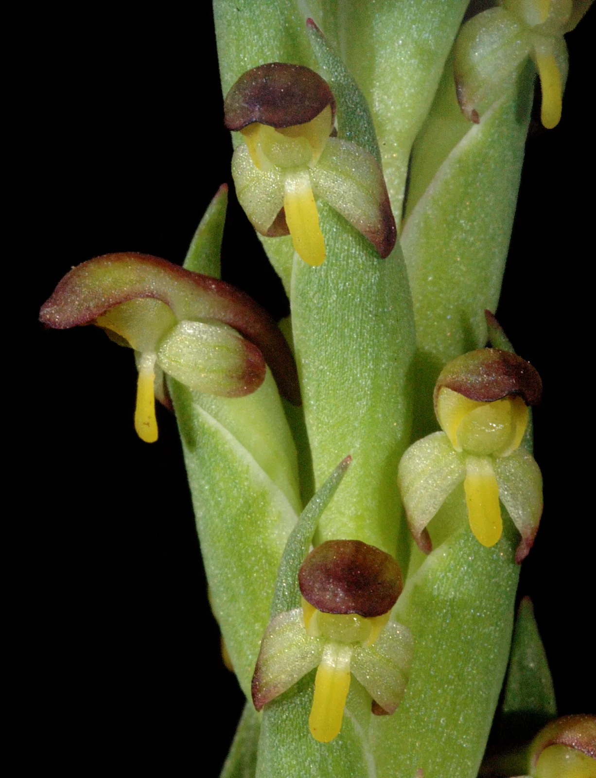 Disa bracteata