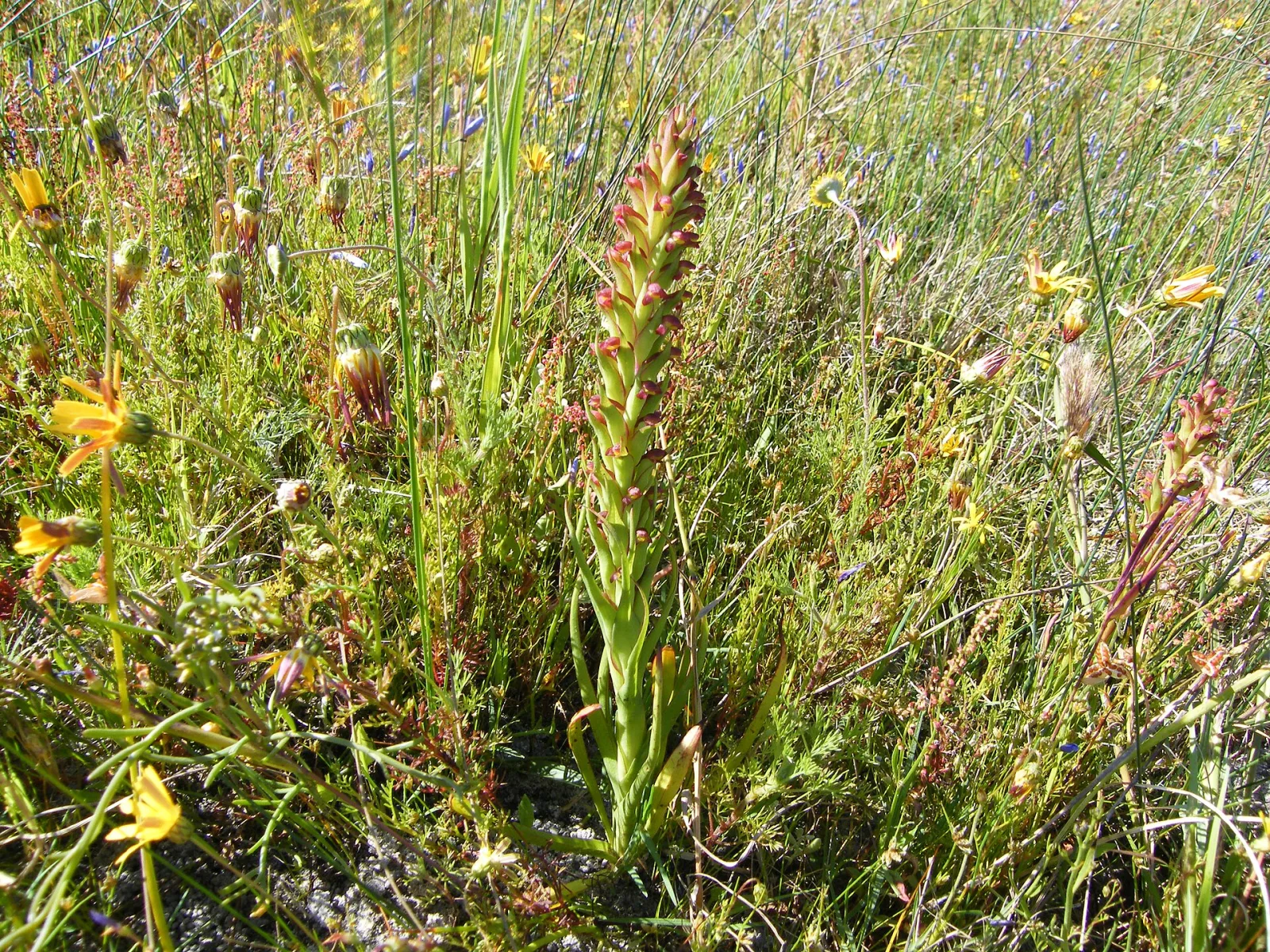 Disa bracteata