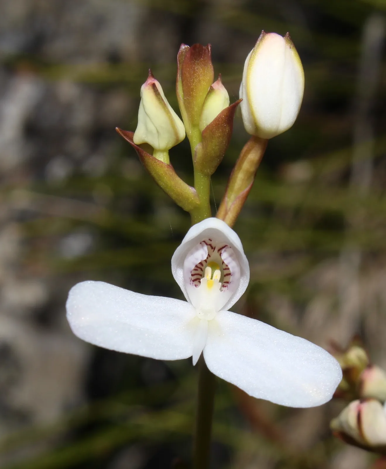 Disa caulescens