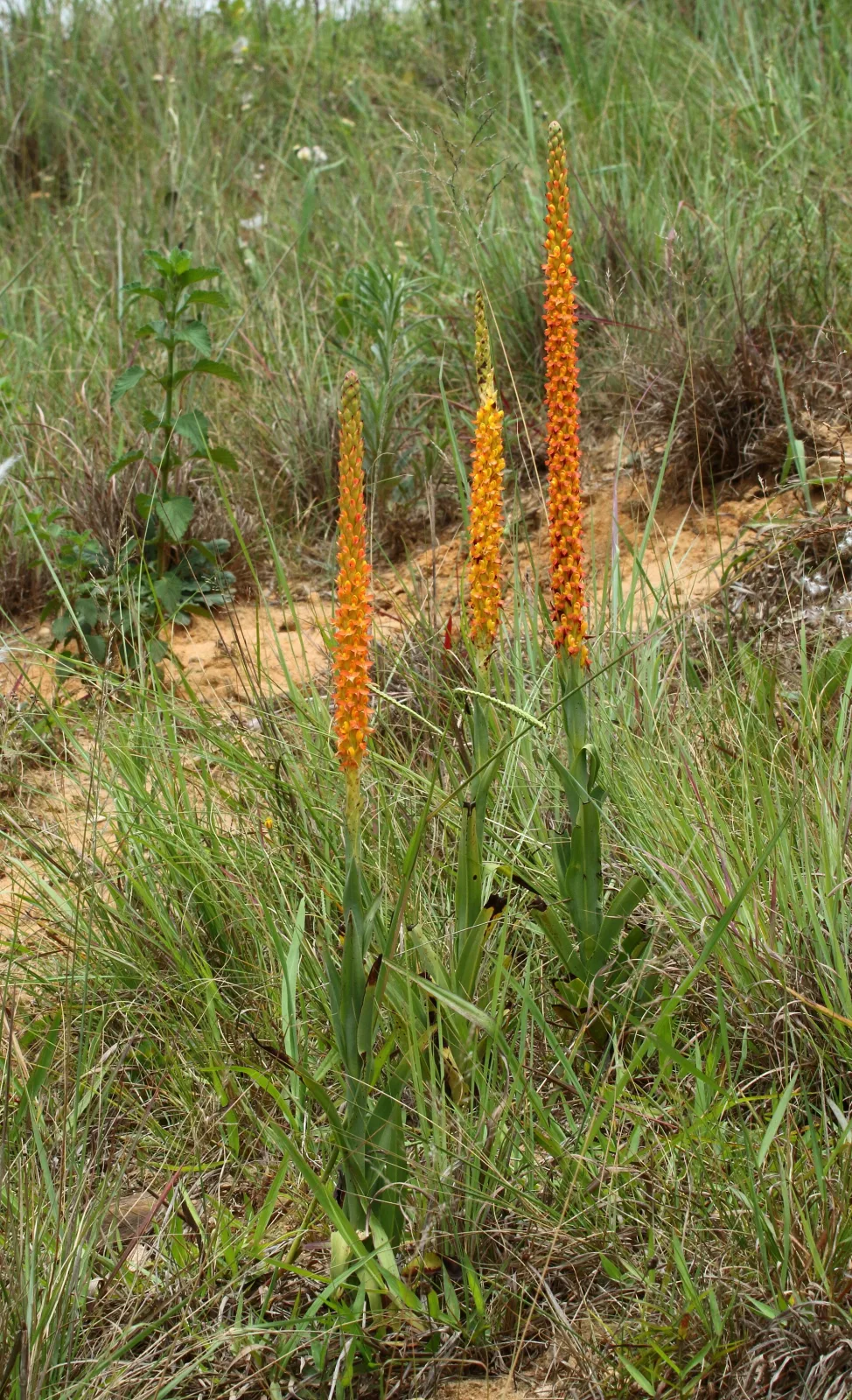 Disa chrysostachya