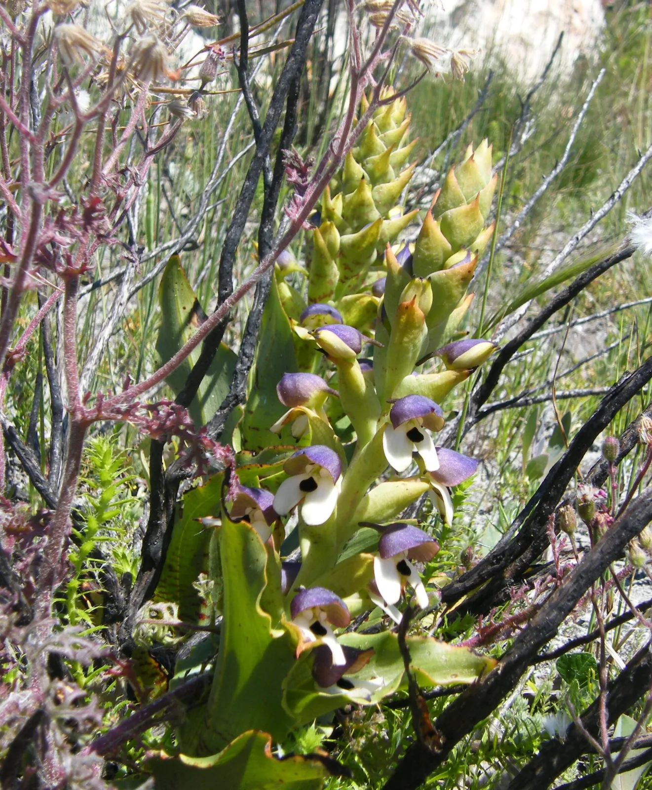 Disa cornuta