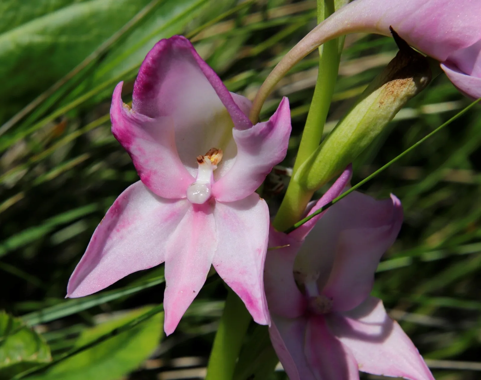 Disa crassicornis