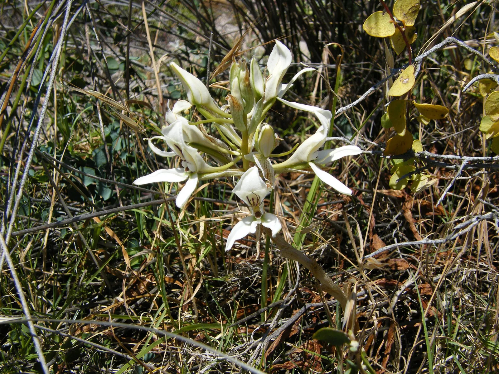 Disa draconis