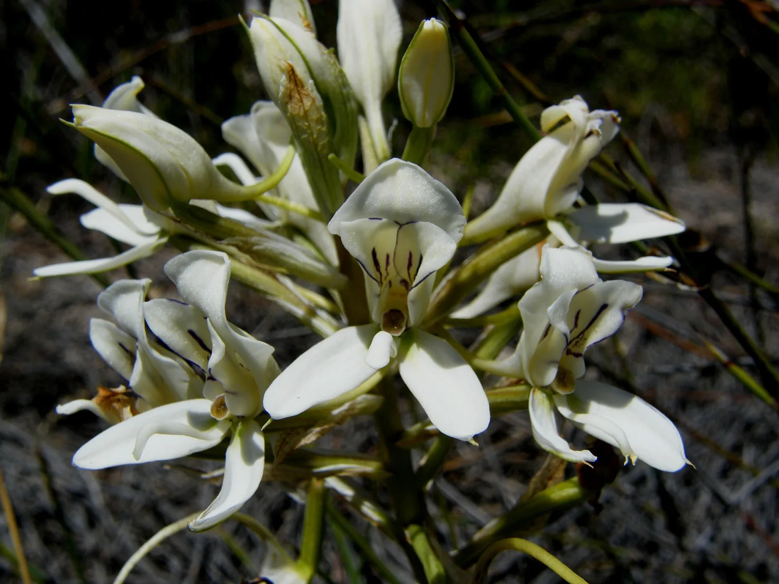 Disa draconis