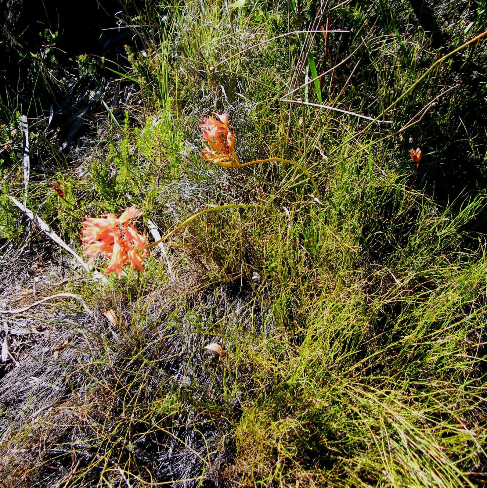 Disa ferruginea
