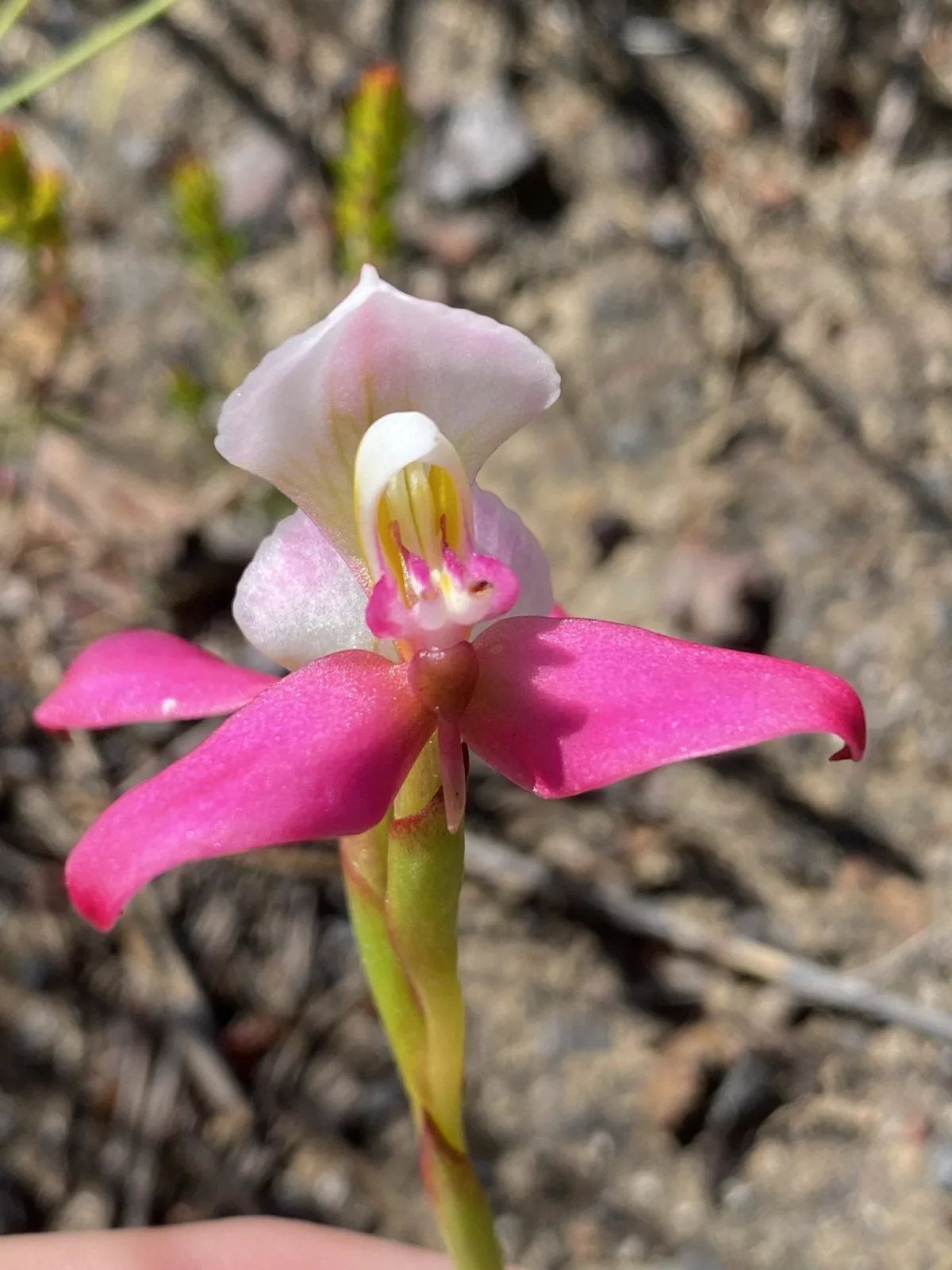 Disa filicornis
