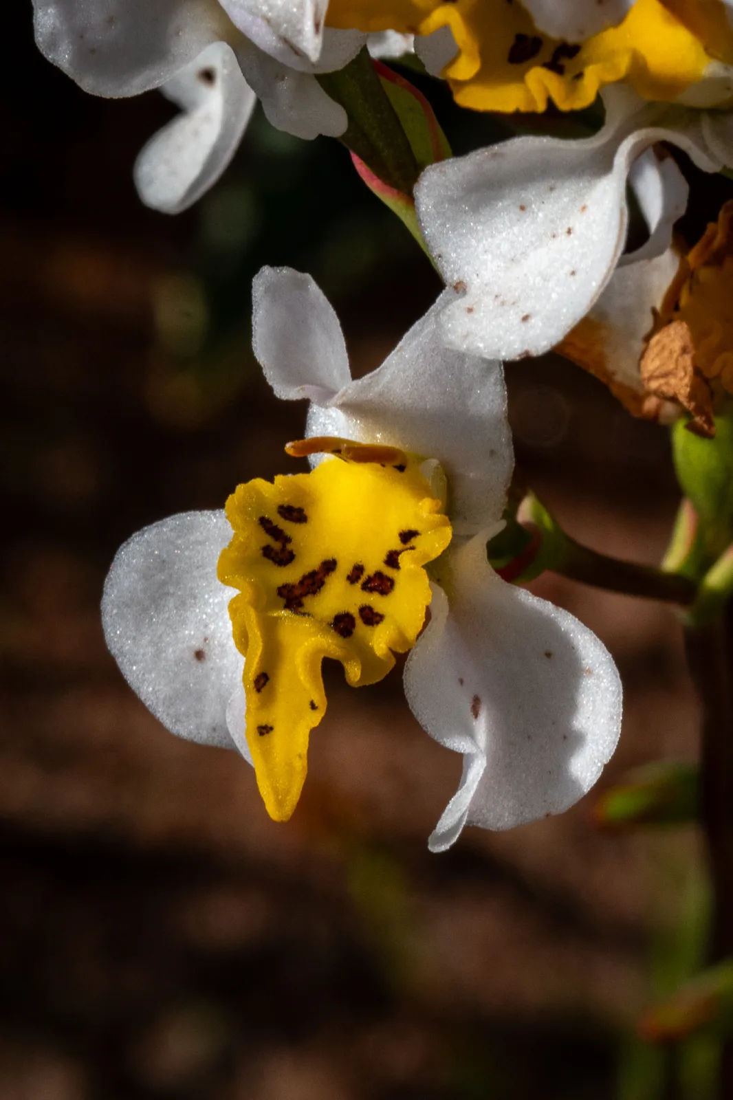 Disa flexuosa
