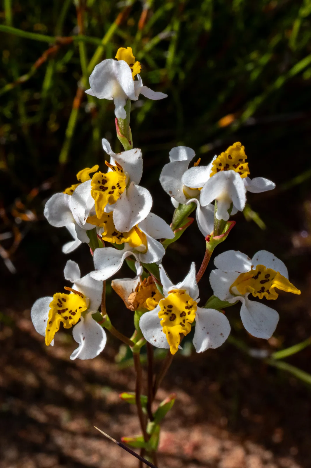 Disa flexuosa