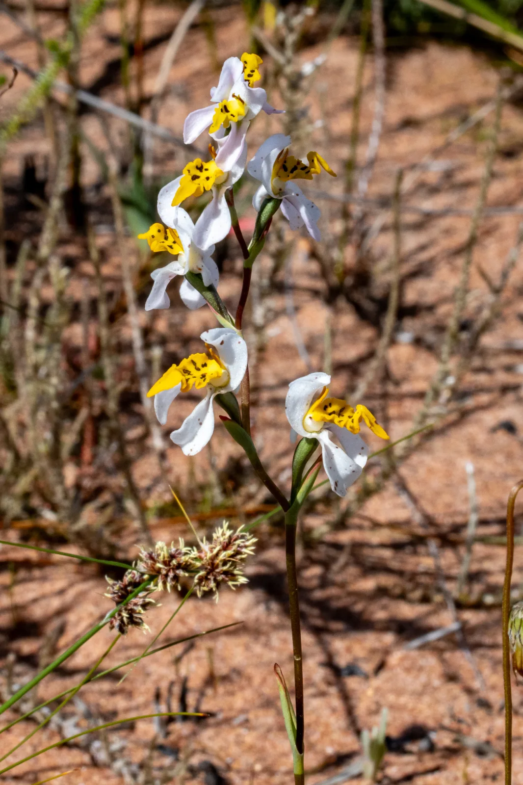 Disa flexuosa