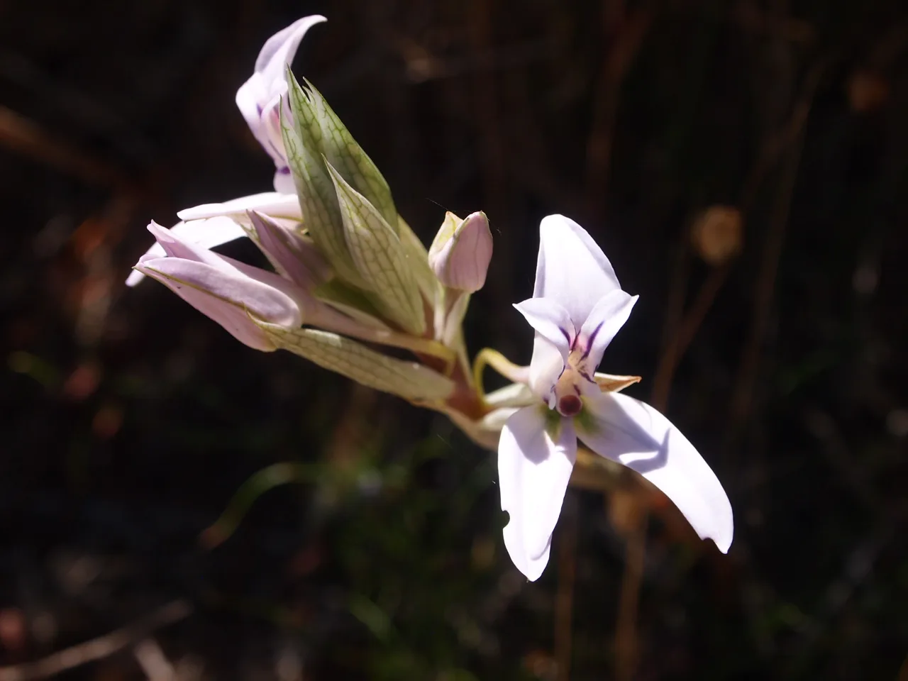 Disa harveiana