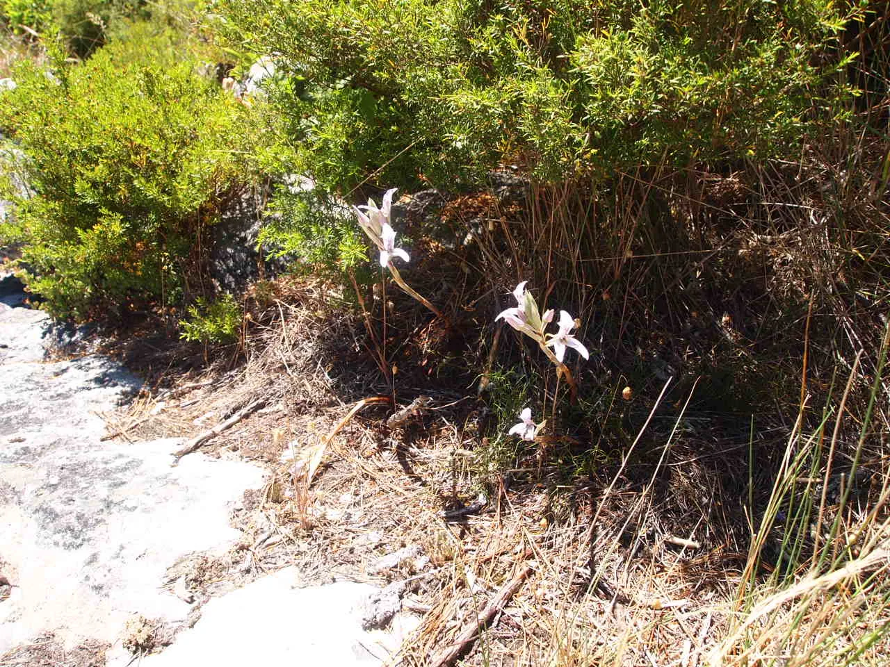 Disa harveiana