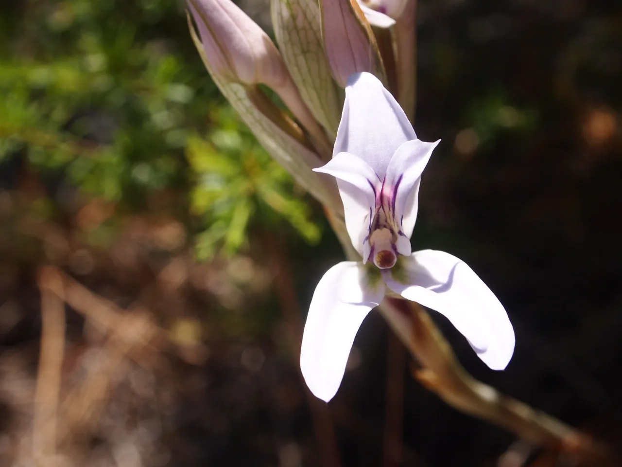 Disa harveiana