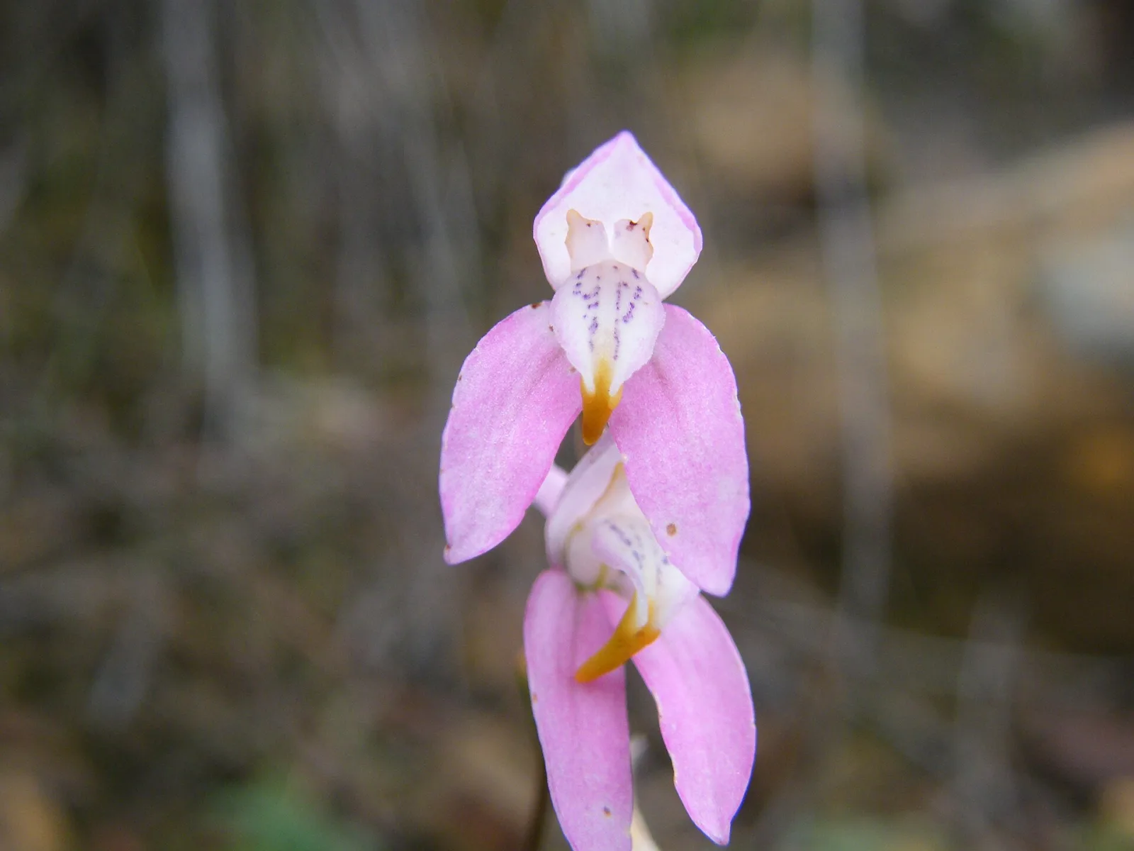 Disa obliqua