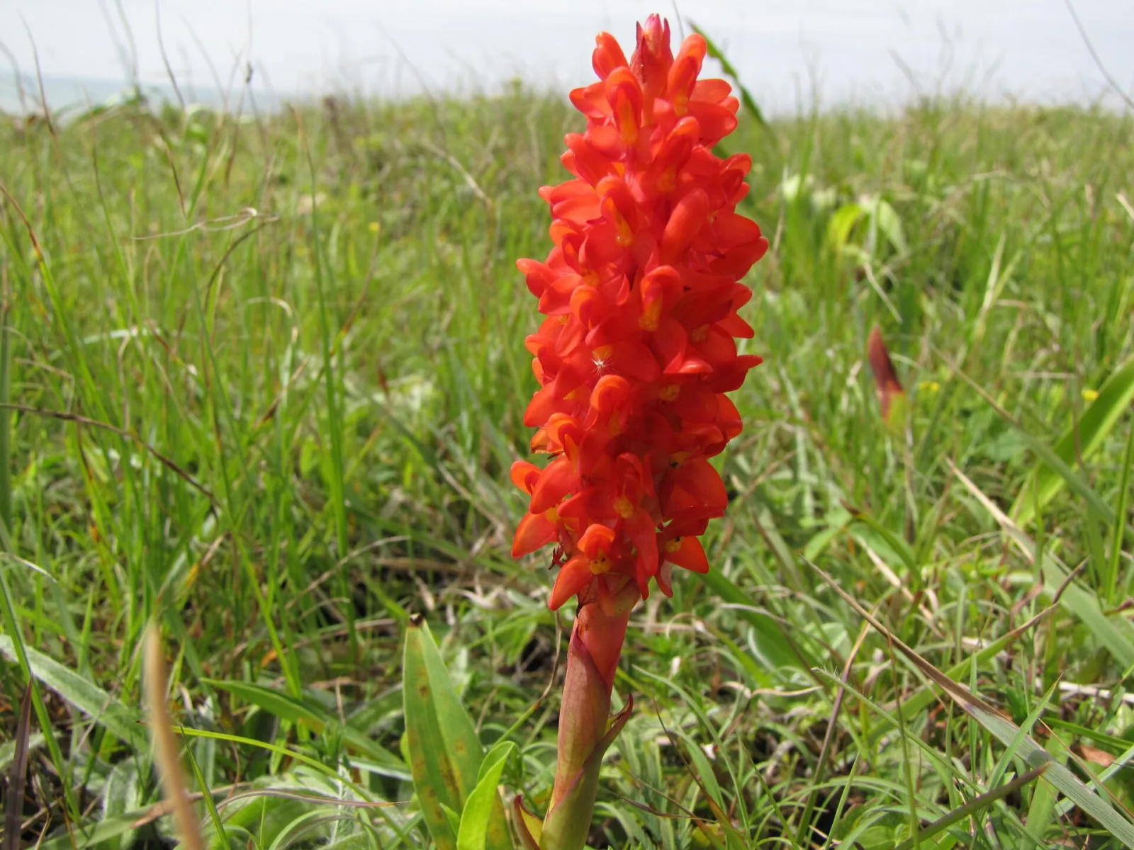 Disa polygonoides