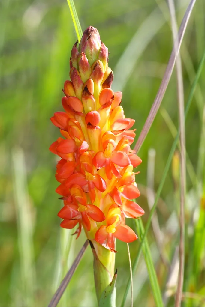 Disa polygonoides