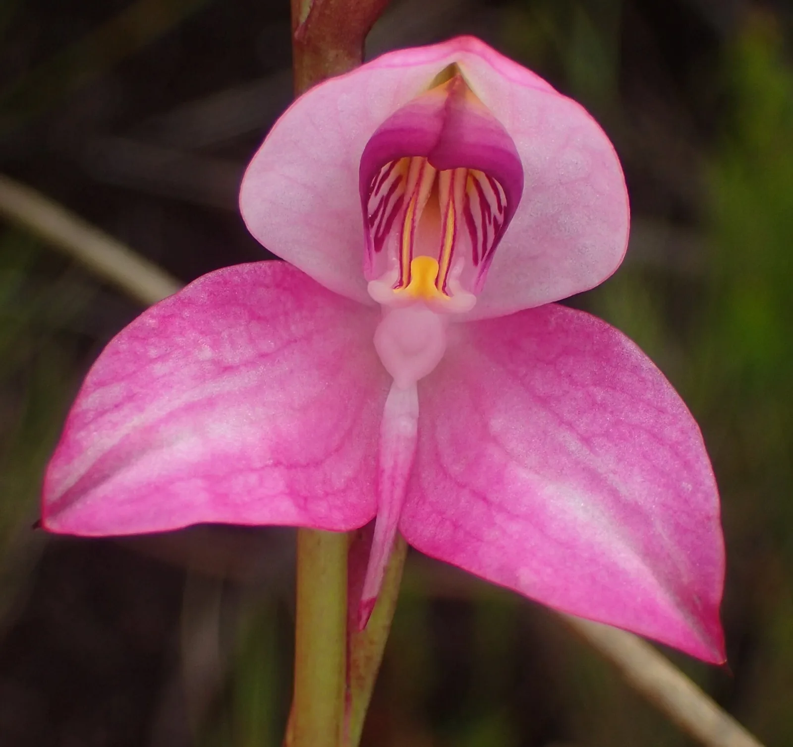 Disa racemosa