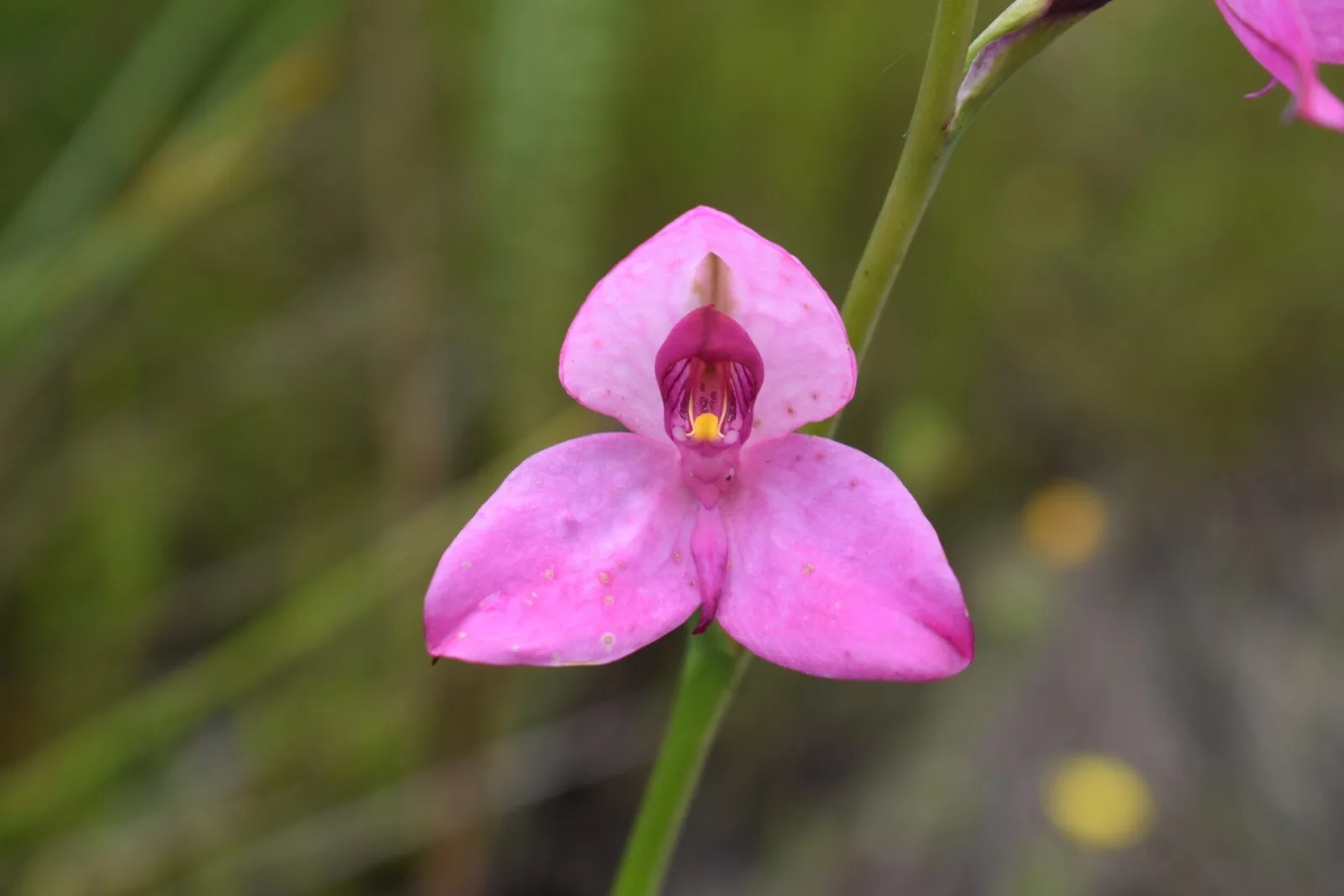 Disa racemosa